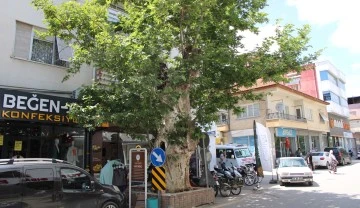 Asırlık &ccedil;ınar ağacının hikayesi duyanların y&uuml;reğini dağlıyor
