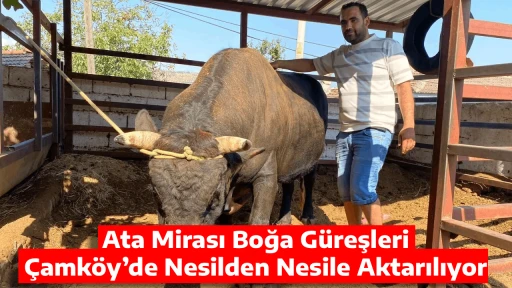 Ata Mirası Boğa G&uuml;reşleri &Ccedil;amk&ouml;y&rsquo;de Nesilden Nesile Aktarılıyor