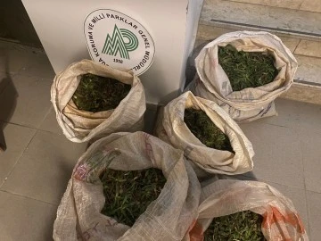 Aydın&rsquo;da 130 kilogram salep soğanı ele ge&ccedil;irildi