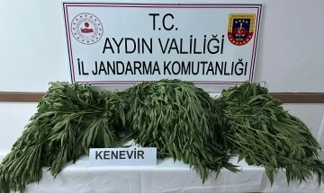 Aydın&rsquo;da 90 k&ouml;k kenevir ele ge&ccedil;irildi