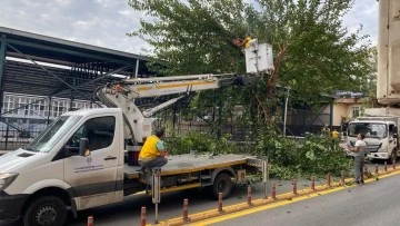 Aydın&rsquo;da ağa&ccedil;lar budanıyor