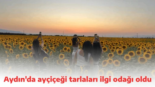 Aydın'da ay&ccedil;i&ccedil;eği tarlaları ilgi odağı oldu