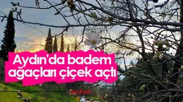 Aydın'da badem ağa&ccedil;ları &ccedil;i&ccedil;ek a&ccedil;tı