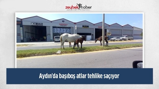 Aydın'da başıboş atlar tehlike sa&ccedil;ıyor