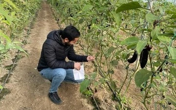 Aydın&rsquo;da biyoteknik m&uuml;cadele &ccedil;alışmaları devam ediyor