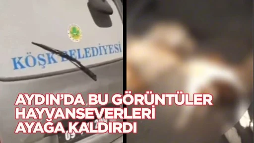 Aydın&rsquo;da bu g&ouml;r&uuml;nt&uuml;ler hayvanseverleri ayağa kaldırdı