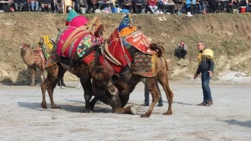 Aydın&rsquo;da deve g&uuml;reşi sezonu başlıyor