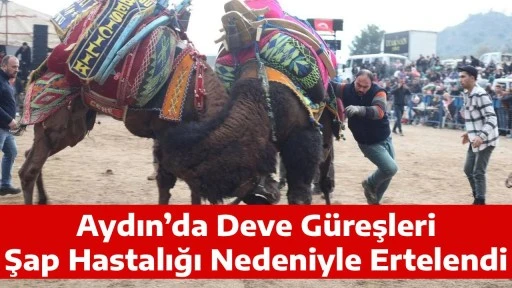 Aydın&rsquo;da Deve G&uuml;reşleri Şap Hastalığı Nedeniyle Ertelendi