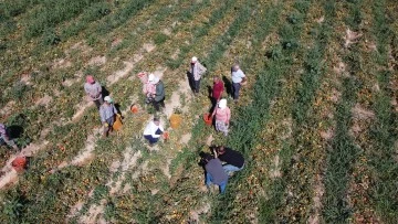 Aydın'da domates hasadı başladı