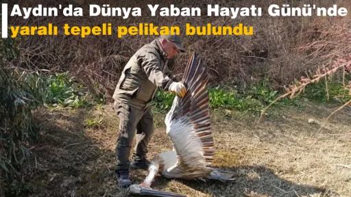 Aydın'da D&uuml;nya Yaban Hayatı G&uuml;n&uuml;'nde yaralı tepeli pelikan bulundu