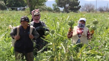 Aydın&rsquo;da enginar hasadında sona yaklaşıldı