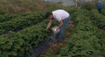 Aydın&rsquo;da hasat &ouml;ncesi &ccedil;ilek bah&ccedil;eleri kontrol edildi