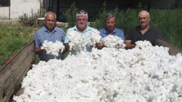 Aydın'da ilk pamuk hasadı S&ouml;ke'nin Doğanbey Mahallesi'nde yapıldı