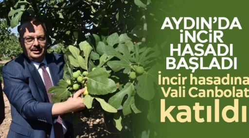 Aydın&rsquo;da incir hasadı başladı: İncir hasadına Vali Canbolat katıldı