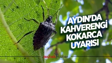 Aydın'da kahverengi kokarca uyarısı