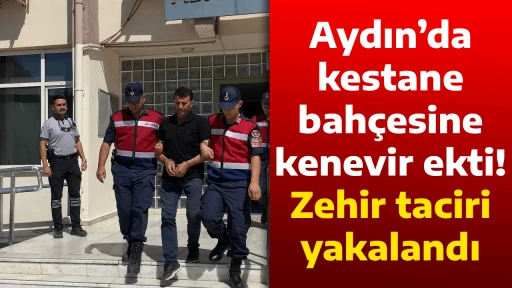 Aydın&rsquo;da kestane bah&ccedil;esine kenevir ekti! Zehir taciri yakalandı
