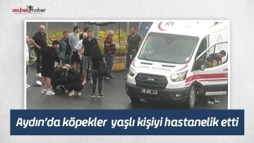 Aydın&rsquo;da k&ouml;pekler  yaşlı kişiyi hastanelik etti