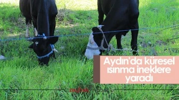 Aydın'da k&uuml;resel ısınma ineklere yaradı