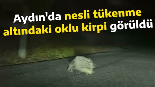 Aydın'da nesli t&uuml;kenme altındaki oklu kirpi g&ouml;r&uuml;ld&uuml;