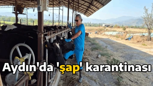 Aydın'da 'şap' karantinası