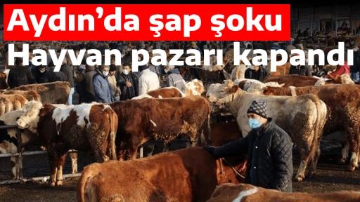 Aydın&rsquo;da şap şoku: Hayvan pazarı kapandı