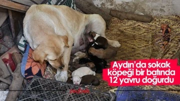 Aydın&rsquo;da sokak k&ouml;peği bir batında 12 yavru doğurdu