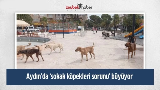 Aydın&rsquo;da &lsquo;sokak k&ouml;pekleri sorunu&rsquo; b&uuml;y&uuml;yor
