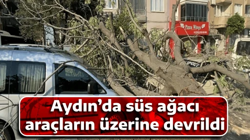 Aydın&rsquo;da s&uuml;s ağacı ara&ccedil;ların &uuml;zerine devrildi