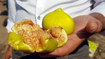 Aydın&rsquo;da taze incir hasadı devam ediyor