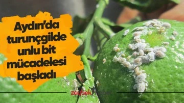 Aydın&rsquo;da turun&ccedil;gilde unlu bit m&uuml;cadelesi başladı