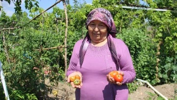 Aydın&rsquo;da yağışlı havalar domatesi vurdu