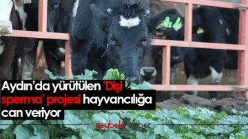 Aydın&rsquo;da y&uuml;r&uuml;t&uuml;len 'Dişi sperma' projesi hayvancılığa can veriyor