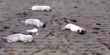 Aydın'da zehirlenme iddiası: K&ouml;pek ve yavruları telef oldu