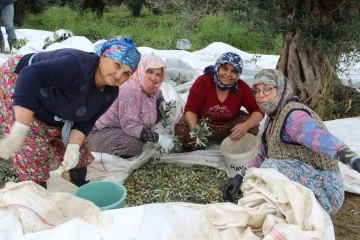 Aydın&rsquo;da zeytin &uuml;reticisi zamanla yarışıyor