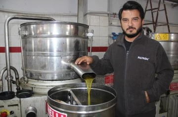 Aydın'da zeytin &uuml;reticisine Akdeniz meyve sineği telaşı sardı