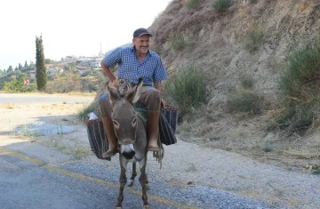 Aydın dağlarında eşekler halen reva&ccedil;ta