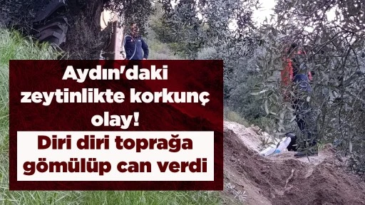 Aydın'daki zeytinlikte korkun&ccedil; olay! Diri diri toprağa g&ouml;m&uuml;l&uuml;p can verdi
