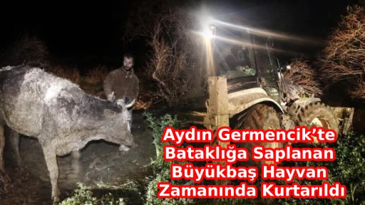 Aydın Germencik&rsquo;te Bataklığa Saplanan B&uuml;y&uuml;kbaş Hayvan Zamanında Kurtarıldı