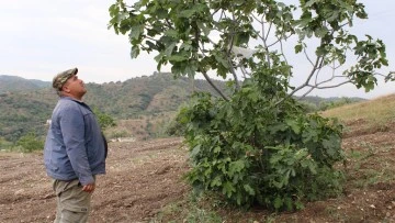 Aydın&rsquo;ın incir deposu Meşeli, sel ve doluya teslim oldu