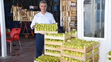 Aydın'ın milli meyvesi İncir, Avrupa'nın g&ouml;zde meyvesi oldu