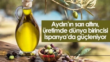 Aydın&rsquo;ın sarı altını, &uuml;retimde d&uuml;nya birincisi İspanya&rsquo;da g&uuml;&ccedil;leniyor