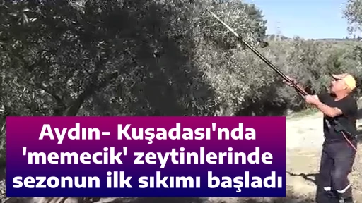 Aydın- Kuşadası'nda 'memecik' zeytinlerinde sezonun ilk sıkımı başladı