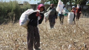 Aydın Ovası&rsquo;nda &lsquo;kalıntı pamuk&rsquo; mesaisi