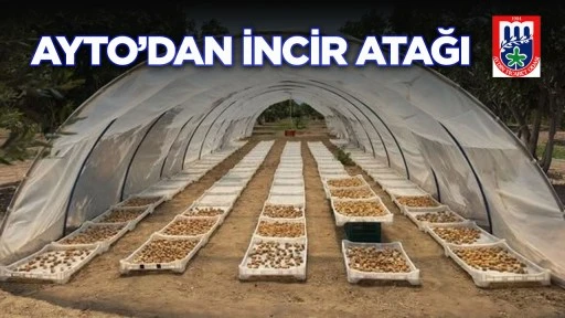 AYTO&rsquo;dan incir atağı