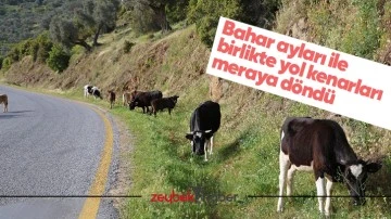 Bahar ayları ile birlikte yol kenarları meraya d&ouml;nd&uuml;