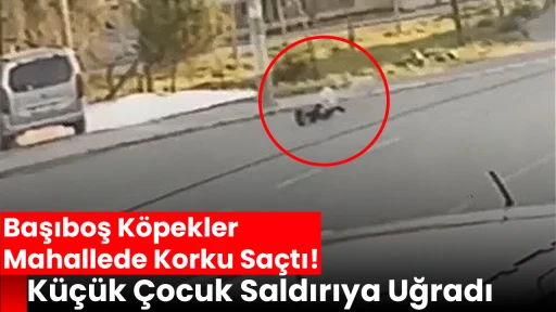Başıboş K&ouml;pekler Mahallede Korku Sa&ccedil;tı: K&uuml;&ccedil;&uuml;k &Ccedil;ocuk Saldırıya Uğradı