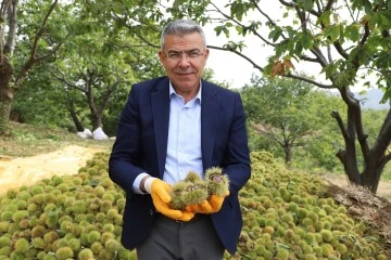 Başkan G&uuml;ler kestane hasadına katıldı