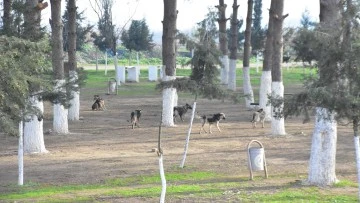 Başkan Kaya: &ldquo;İncirliova kimsenin k&ouml;pek bırakma alanı değil&rdquo;