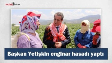 Başkan Yetişkin enginar hasadı yaptı