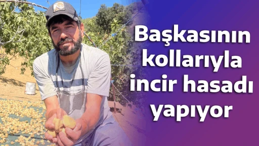 Başkasının kollarıyla incir hasadı yapıyor